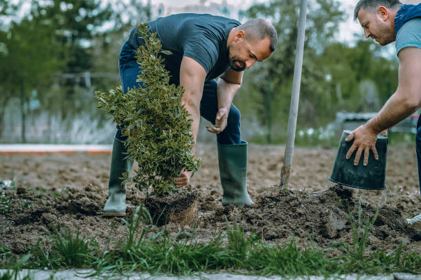 Best Stump Grinding and Removal  in Lamont, CA