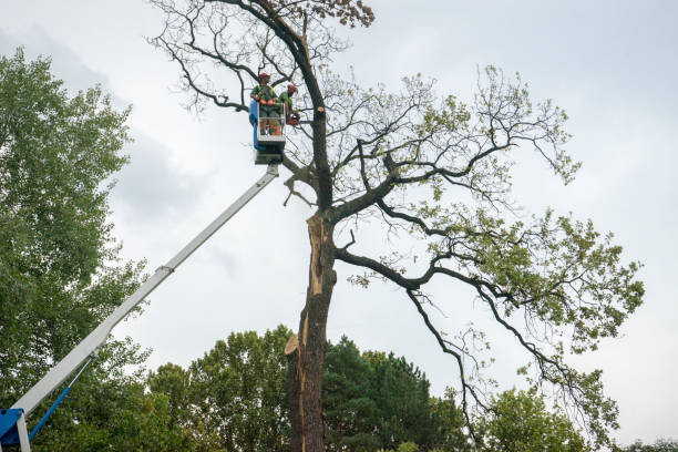 Best Fruit Tree Pruning  in Lamont, CA