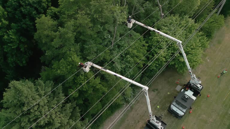 Best Emergency Tree Removal  in Lamont, CA