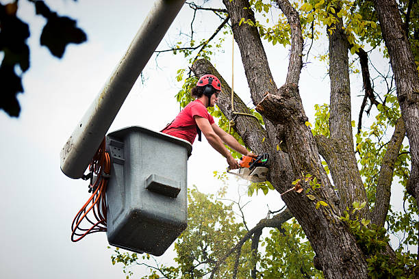 Best Tree Maintenance Programs  in Lamont, CA