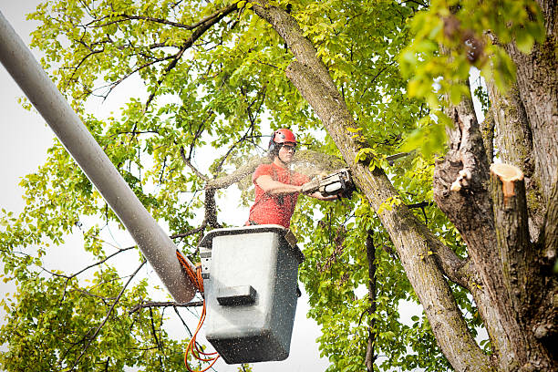 Best Tree Preservation Services  in Lamont, CA